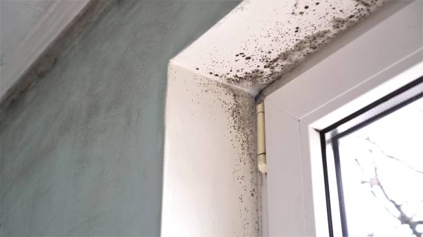 Best Attic Mold Removal  in Windcrest, TX