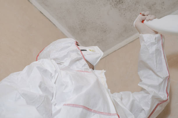 Best Professional Mold Removal  in Windcrest, TX