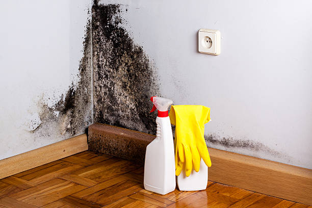 Best Toxic Mold Removal  in Windcrest, TX