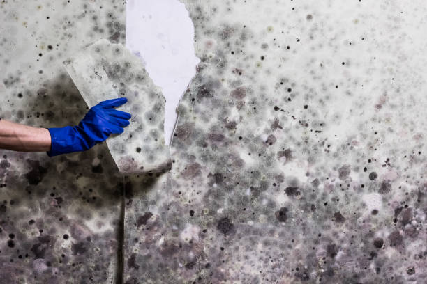 Best Home Mold Removal  in Windcrest, TX