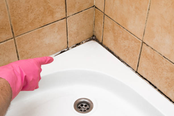 Best Best Mold Removal Companies  in Windcrest, TX